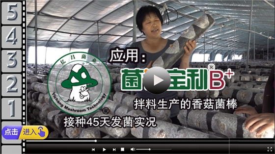 應用“菌諾寶利B+”拌料生產的香菇菌棒，接種45天發(fā)菌實況