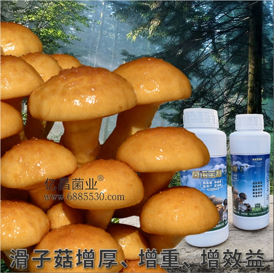 菌諾寶利E+：滑子菇增厚、增重、增效益