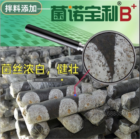 億昌菌業(yè)-菌諾寶利B+（網頁-2）菌絲濃白，健壯