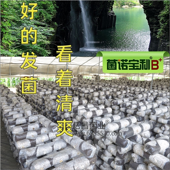 億昌菌業(yè)-菌諾寶利B+（網頁-5）好的發(fā)菌，看著清爽