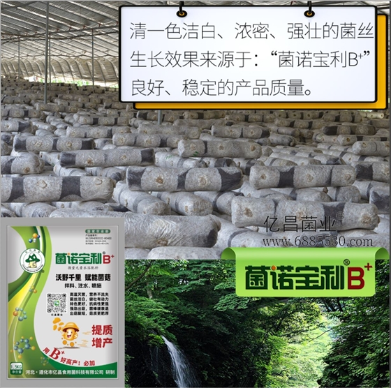億昌菌業(yè)-菌諾寶利B+（網頁-6）清一色潔白、濃密、強壯的菌絲生長效果來源于：“菌諾寶利B+”良好、穩(wěn)定的產品質量