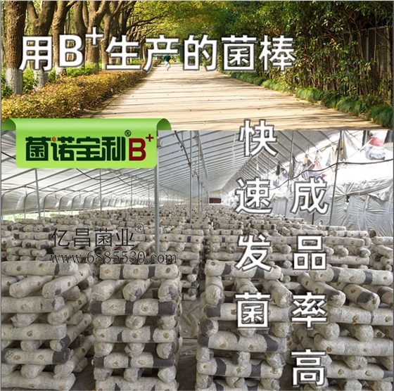 億昌菌業(yè)-菌諾寶利B+（網頁-7）B+生產的菌棒，快速發(fā)菌，成品率高