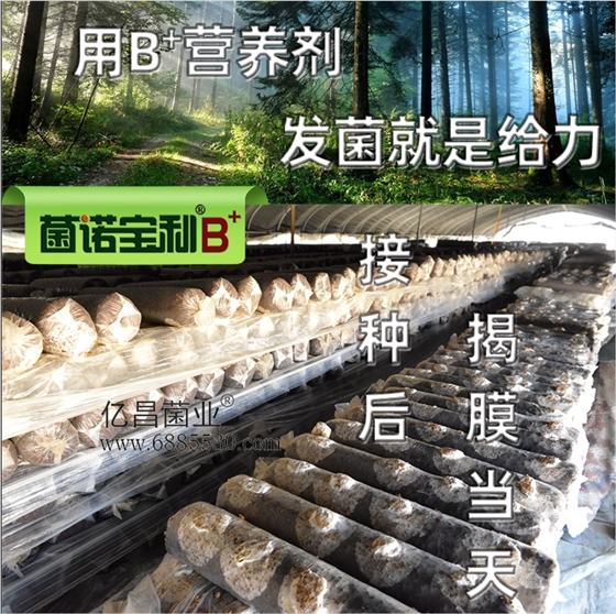 億昌菌業(yè)-菌諾寶利B+（網頁-14）添加B+營養(yǎng)劑，發(fā)菌就是給力