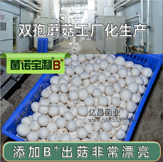 億昌菌業(yè)-菌諾寶利B+（網頁-19）雙孢蘑菇工廠化生產，添加B+出菇非常漂亮