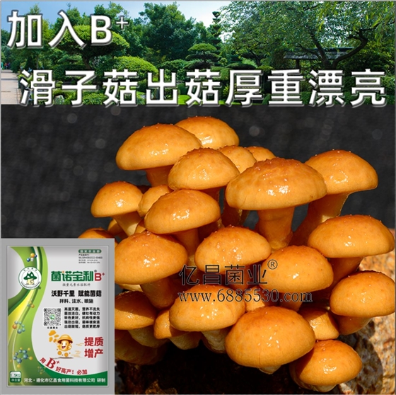 億昌菌業(yè)-菌諾寶利B+（網頁-21）加入B+滑子菇出菇厚重漂亮