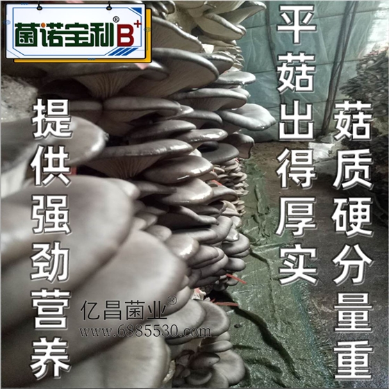 億昌菌業(yè)-菌諾寶利B+（網頁-24）提供強勁營養(yǎng)，平菇出得厚實，菇質硬分量重