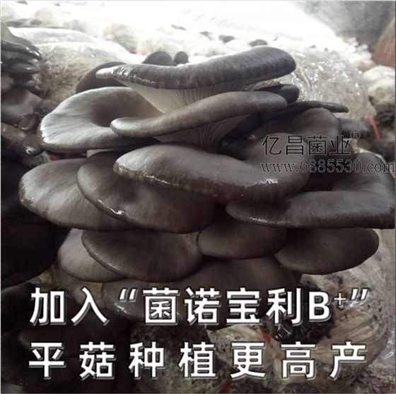 億昌菌業(yè)-菌諾寶利B+（網頁-25）加入“菌諾寶利B+”平菇種植更高產
