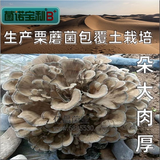 億昌菌業(yè)-菌諾寶利B+（網頁-29）覆土栽培栗蘑，朵大肉厚