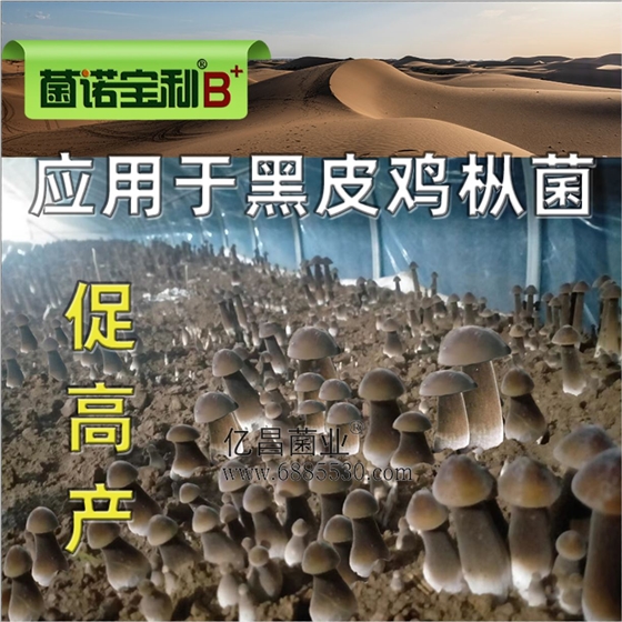 億昌菌業(yè)-菌諾寶利B+（網頁-32）應用于黑皮雞樅菌，促高產