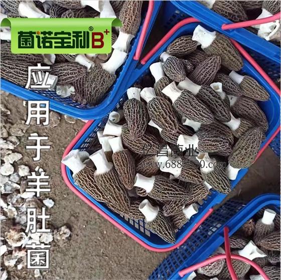 億昌菌業(yè)-菌諾寶利B+（網頁-34）應用于羊肚菌-2