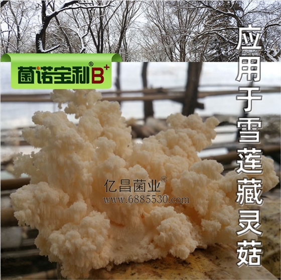 億昌菌業(yè)-菌諾寶利B+（網頁-36）應用于雪蓮藏靈菇
