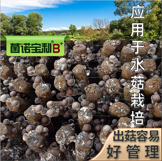 億昌菌業(yè)-菌諾寶利B+（網頁-40）應用于水菇栽培，出菇容易，好管理