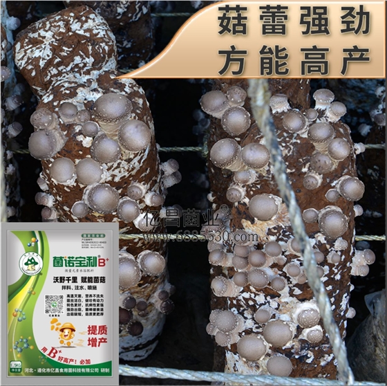 億昌菌業(yè)-菌諾寶利B+（網頁-41）菇蕾強勁，方能高產