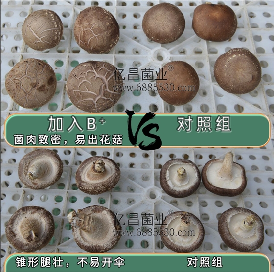 億昌菌業(yè)-菌諾寶利B+（網頁-43）香菇對比