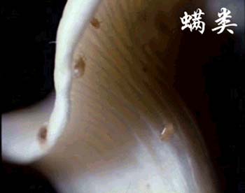 螨蟲-億昌菌業(yè).jpg