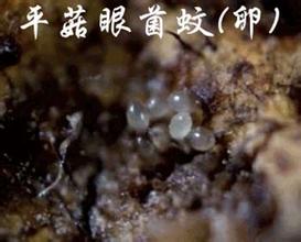 平菇蚊子-億昌菌業(yè).jpg