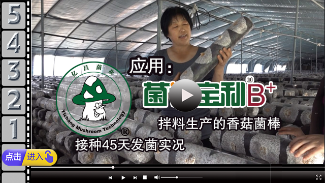 應(yīng)用“菌諾寶利B+”拌料生產(chǎn)的香菇菌棒，接種45天發(fā)菌實(shí)況