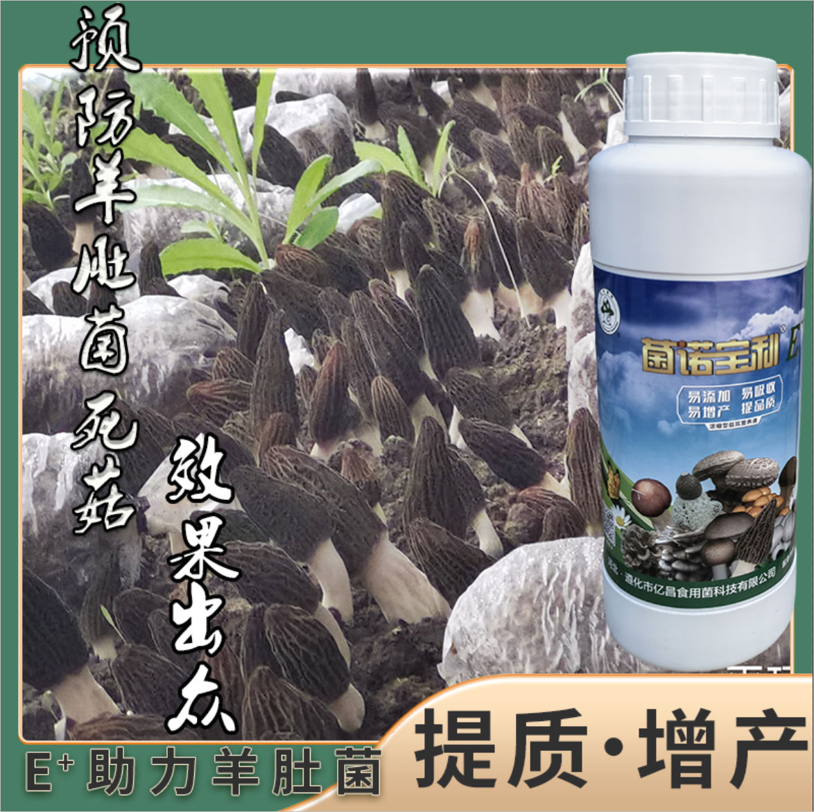 菌諾寶利E+：預防羊肚菌死菇，效果出眾