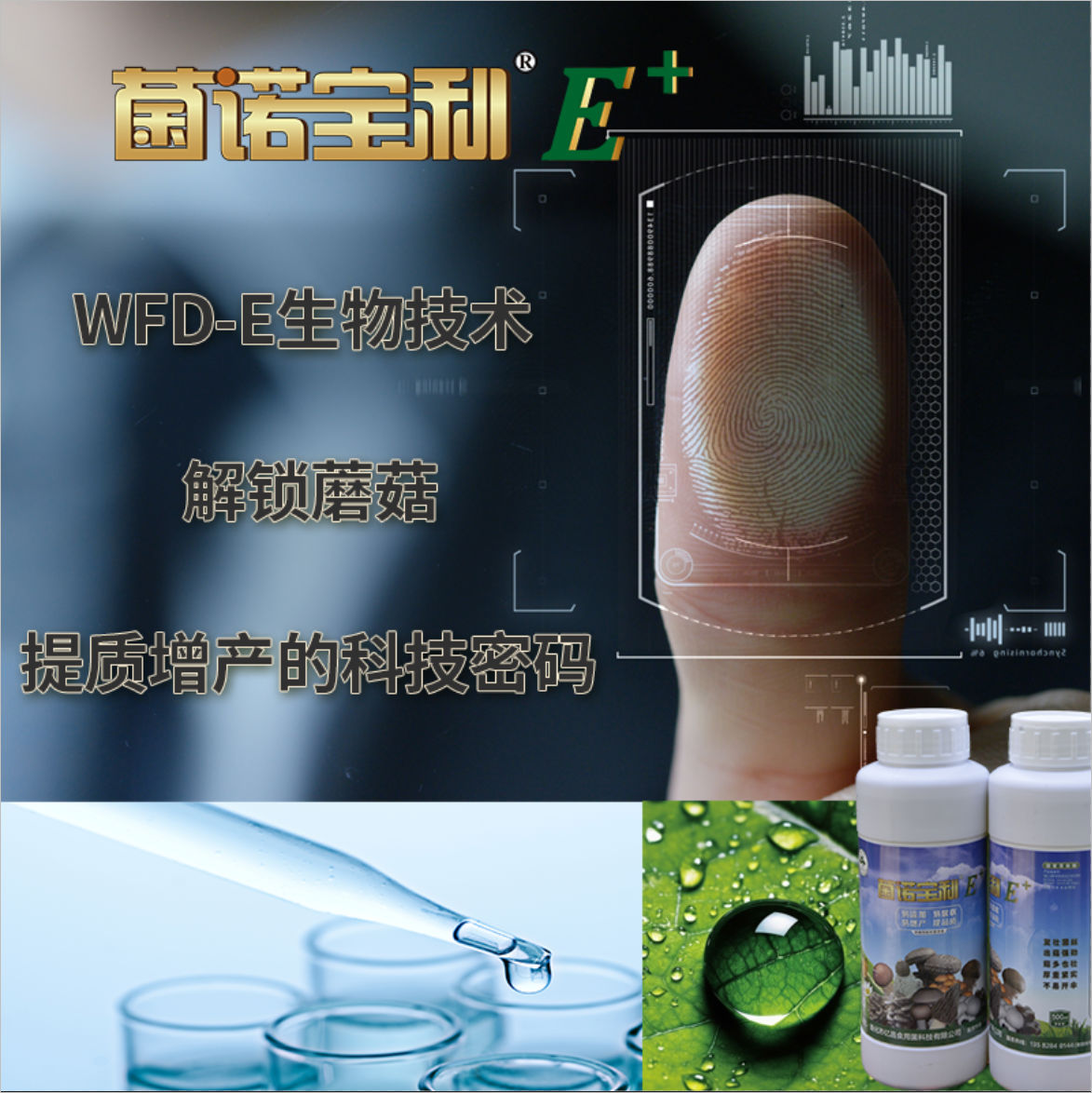 菌諾寶利E+：WFD-E生物技術，解鎖蘑菇提質(zhì)增產(chǎn)的科技密碼