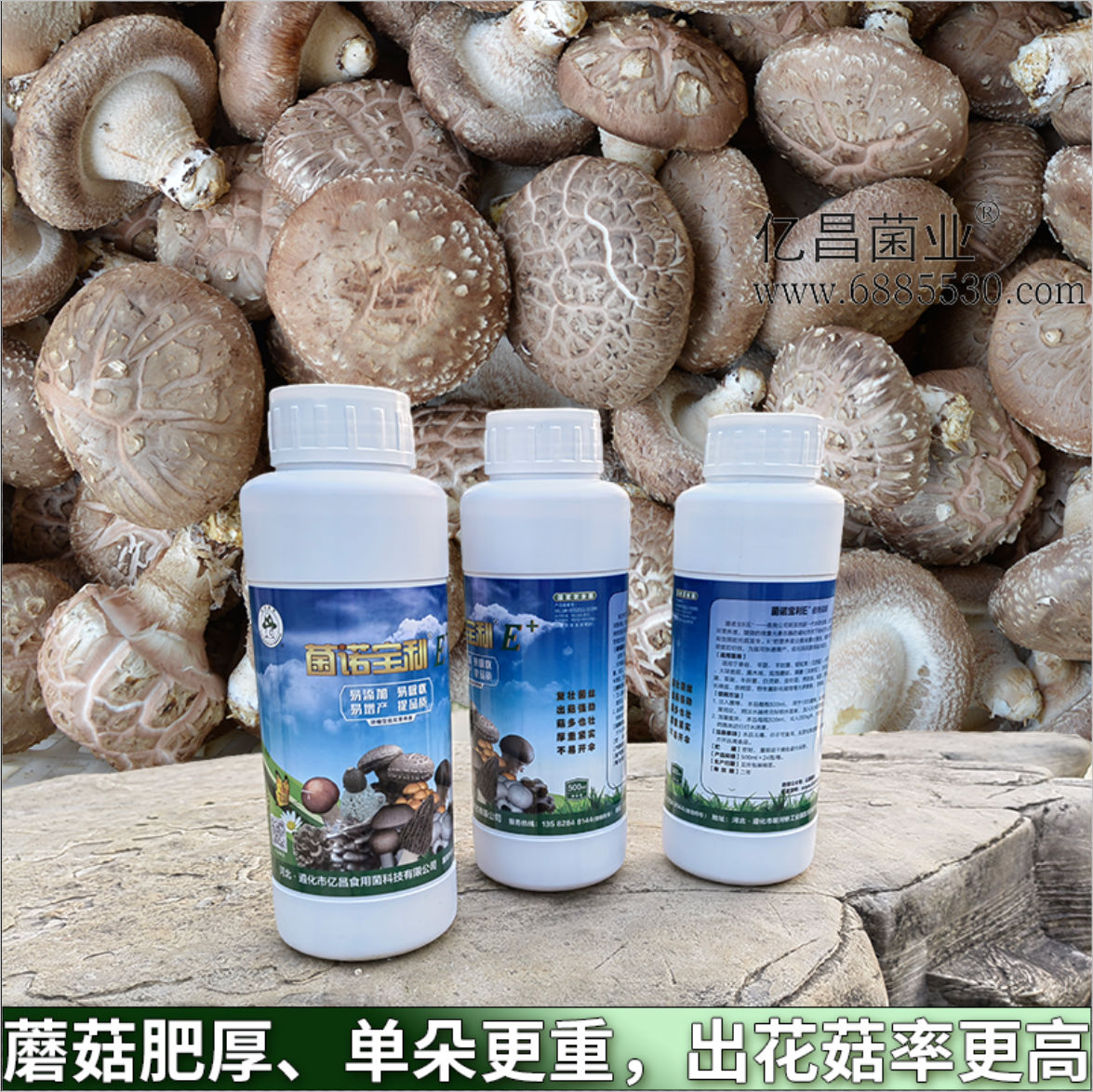 菌諾寶利E+：蘑菇肥厚、單朵更重，出花菇率更高