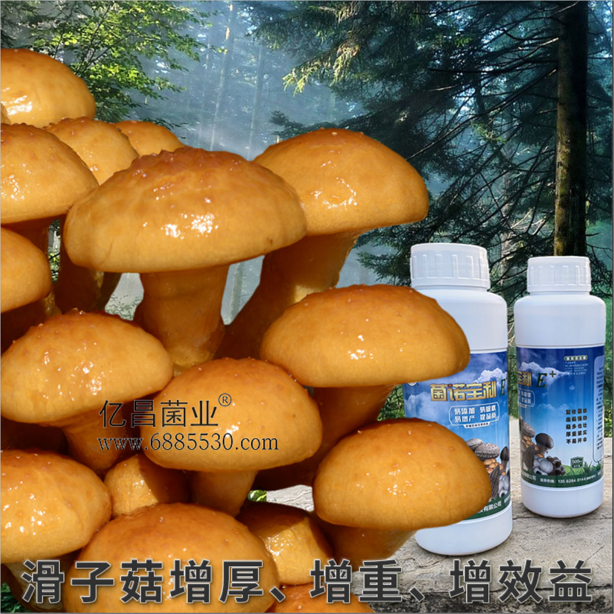 菌諾寶利E+：滑子菇增厚、增重、增效益