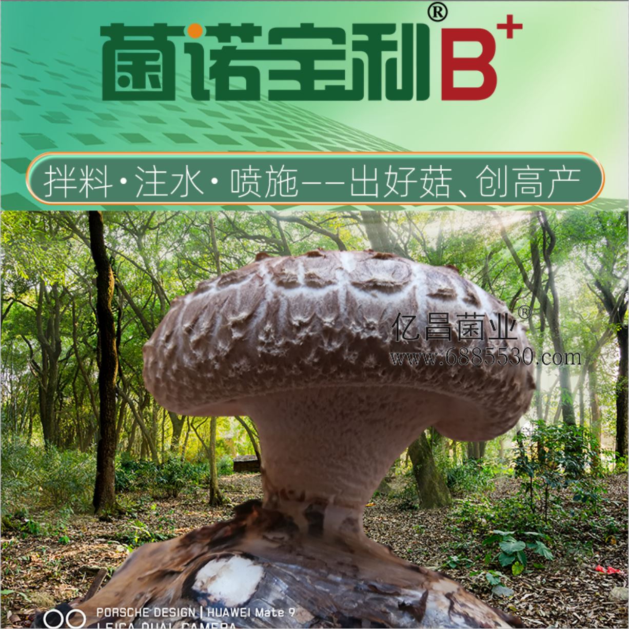 億昌菌業(yè)-菌諾寶利B+（網(wǎng)頁-1拌料+注水+噴施）出好菇、創(chuàng)高產(chǎn)