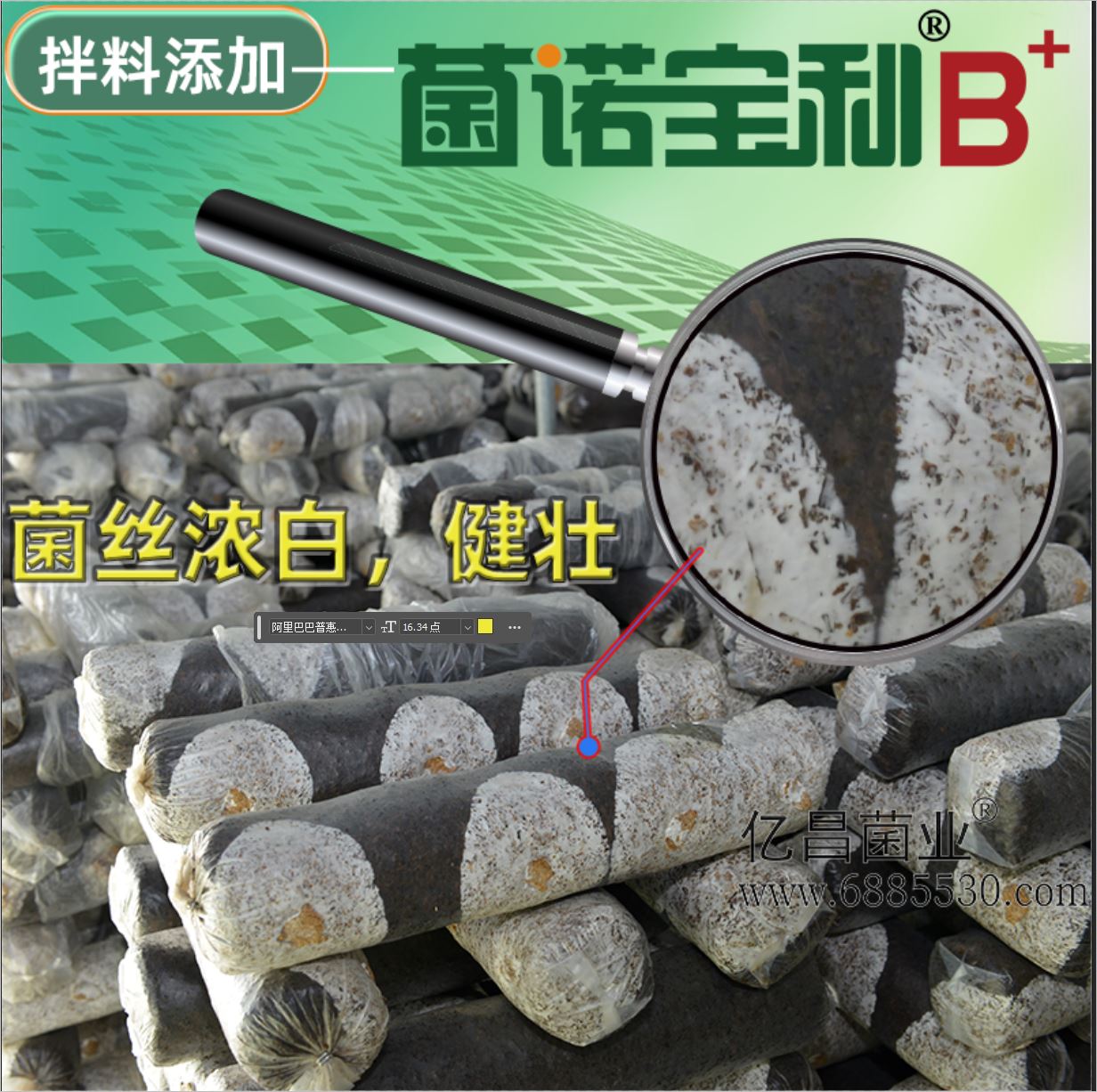 億昌菌業(yè)-菌諾寶利B+（網(wǎng)頁-2）菌絲濃白，健壯