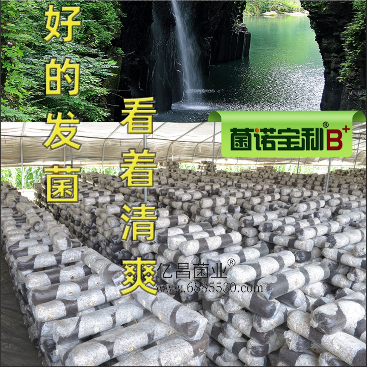 億昌菌業(yè)-菌諾寶利B+（網(wǎng)頁-5）好的發(fā)菌，看著清爽