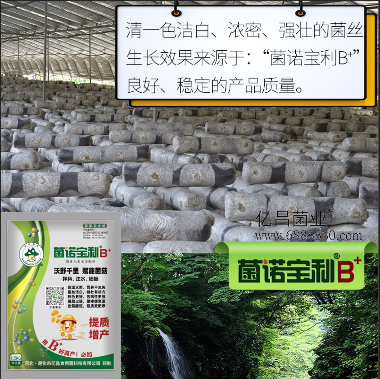 億昌菌業(yè)-菌諾寶利B+（網(wǎng)頁-6）清一色潔白、濃密、強(qiáng)壯的菌絲生長效果來源于：“菌諾寶利B+”良好、穩(wěn)定的產(chǎn)品質(zhì)量