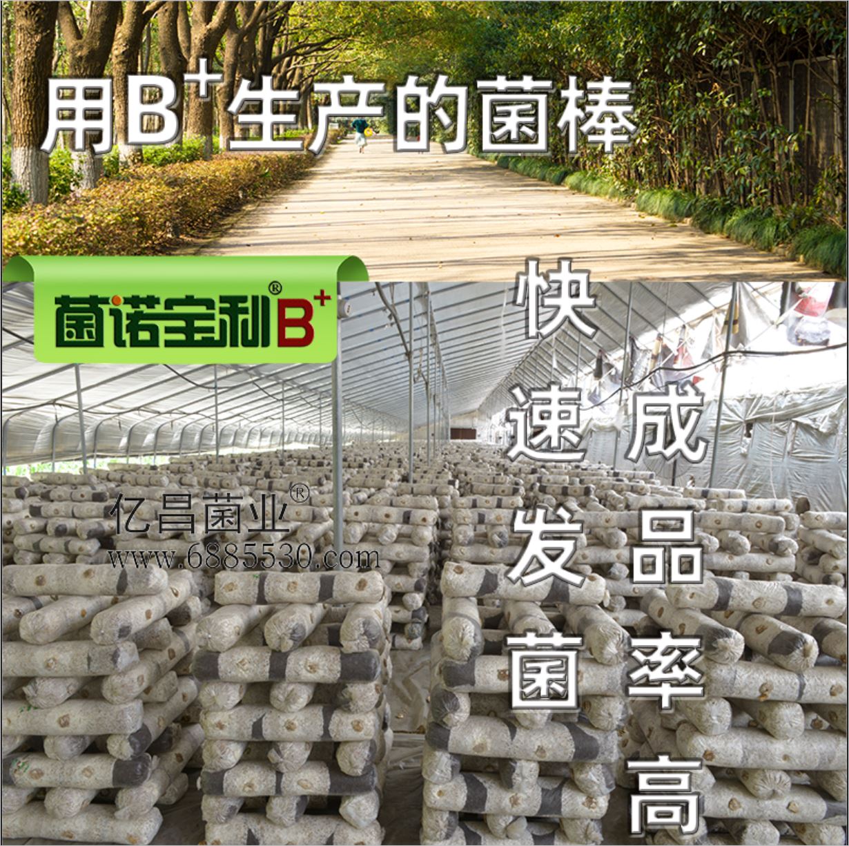 億昌菌業(yè)-菌諾寶利B+（網(wǎng)頁-7）B+生產(chǎn)的菌棒，快速發(fā)菌，成品率高
