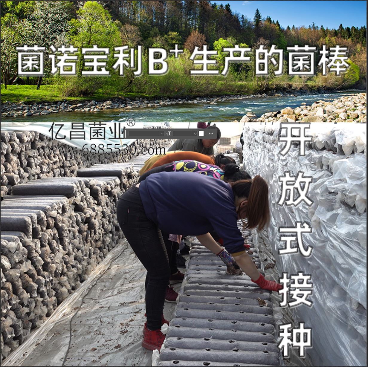 億昌菌業(yè)-菌諾寶利B+（網(wǎng)頁-9）開放式接種