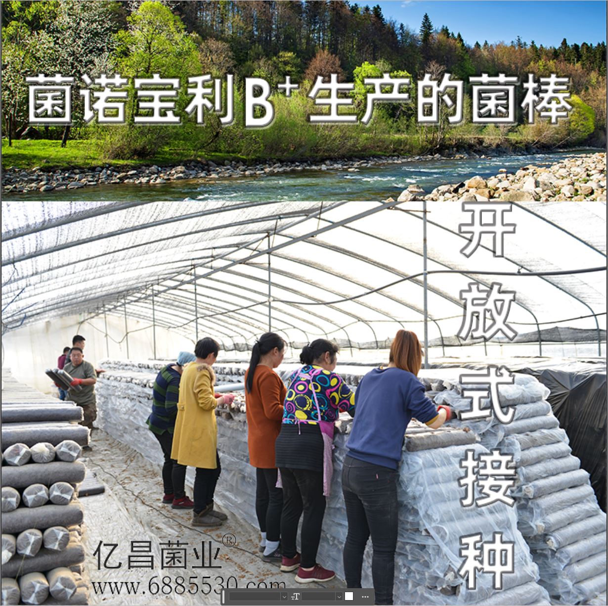 億昌菌業(yè)-菌諾寶利B+（網(wǎng)頁-10）開放式接種