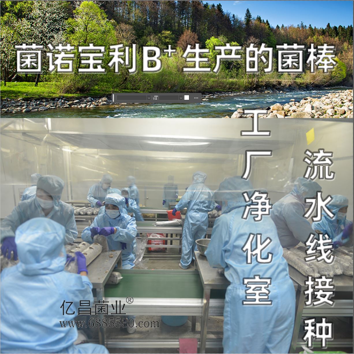 億昌菌業(yè)-菌諾寶利B+（網(wǎng)頁-11）工廠凈化室流水線接種