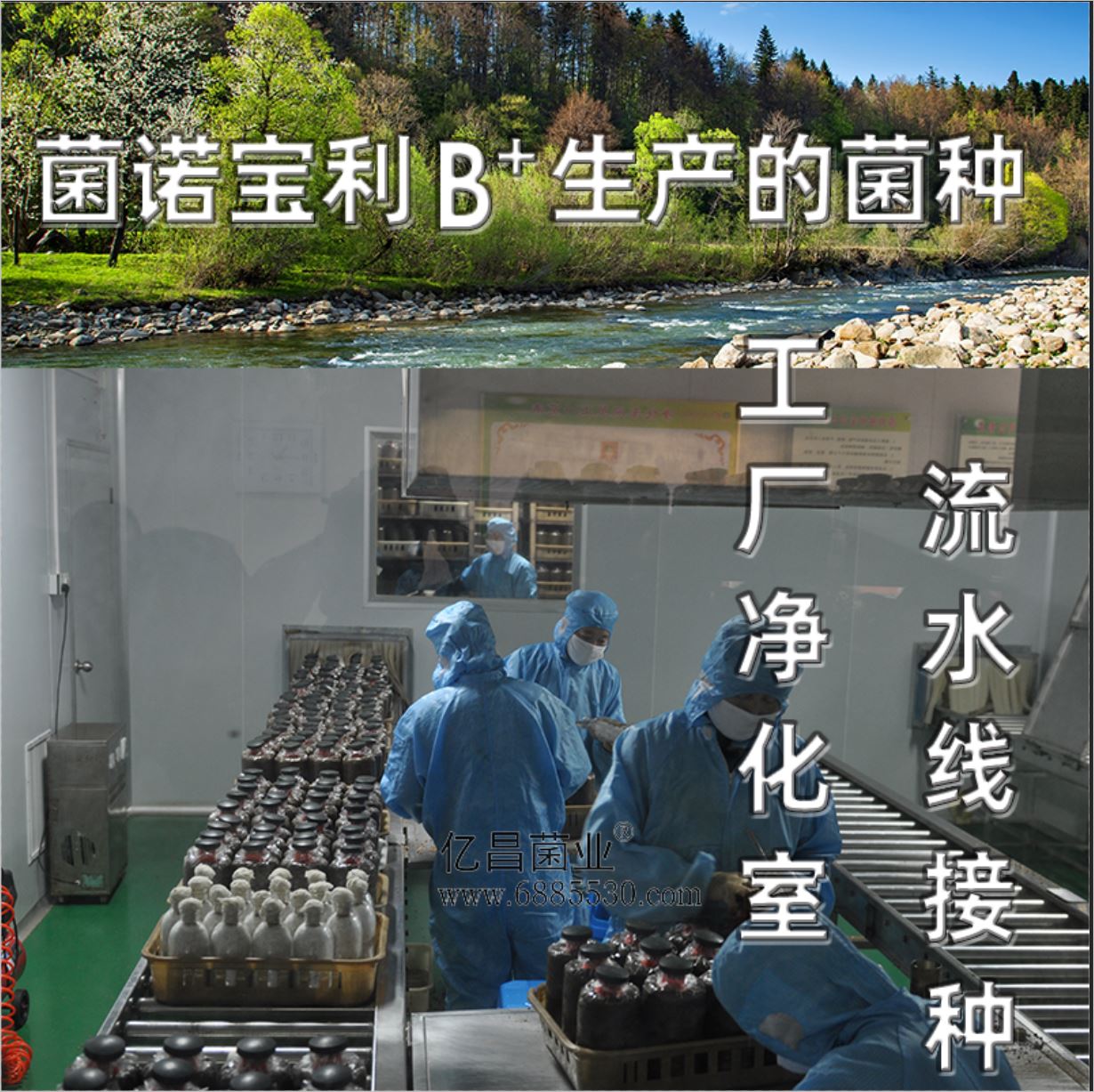 億昌菌業(yè)-菌諾寶利B+（網(wǎng)頁-12）工廠凈化室流水線接種