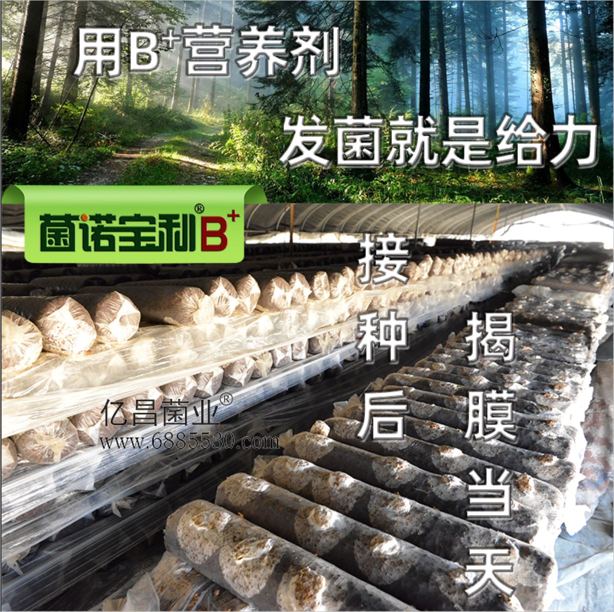 億昌菌業(yè)-菌諾寶利B+（網(wǎng)頁-14）添加B+營養(yǎng)劑，發(fā)菌就是給力