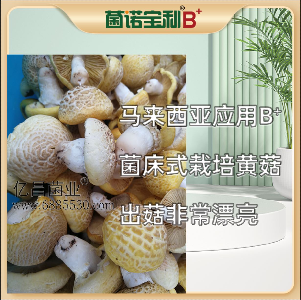 億昌菌業(yè)-菌諾寶利B+（網(wǎng)頁-16）馬來西亞應(yīng)用B+菌床式照片黃菇，出菇非常漂亮