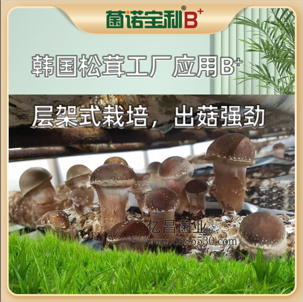億昌菌業(yè)-菌諾寶利B+（網(wǎng)頁-17）韓國松茸工廠應(yīng)用B+層架式栽培，出菇強(qiáng)勁