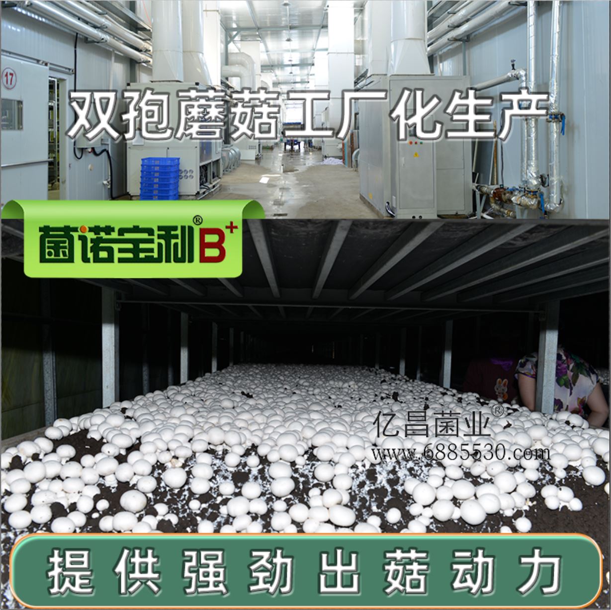 億昌菌業(yè)-菌諾寶利B+（網(wǎng)頁-18） 雙孢蘑菇工廠化生產(chǎn)，菌諾寶利B+提供強(qiáng)勁出菇動(dòng)力