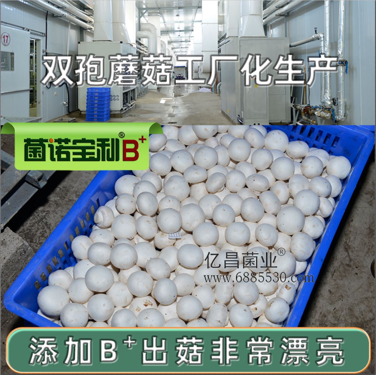 億昌菌業(yè)-菌諾寶利B+（網(wǎng)頁-19）雙孢蘑菇工廠化生產(chǎn)，添加B+出菇非常漂亮