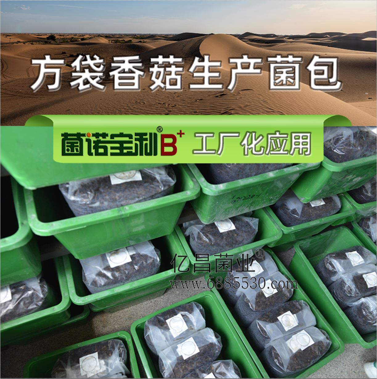 億昌菌業(yè)-菌諾寶利B+（網(wǎng)頁-20）方袋香菇生產(chǎn)菌包，菌諾寶利B+工廠化應(yīng)用