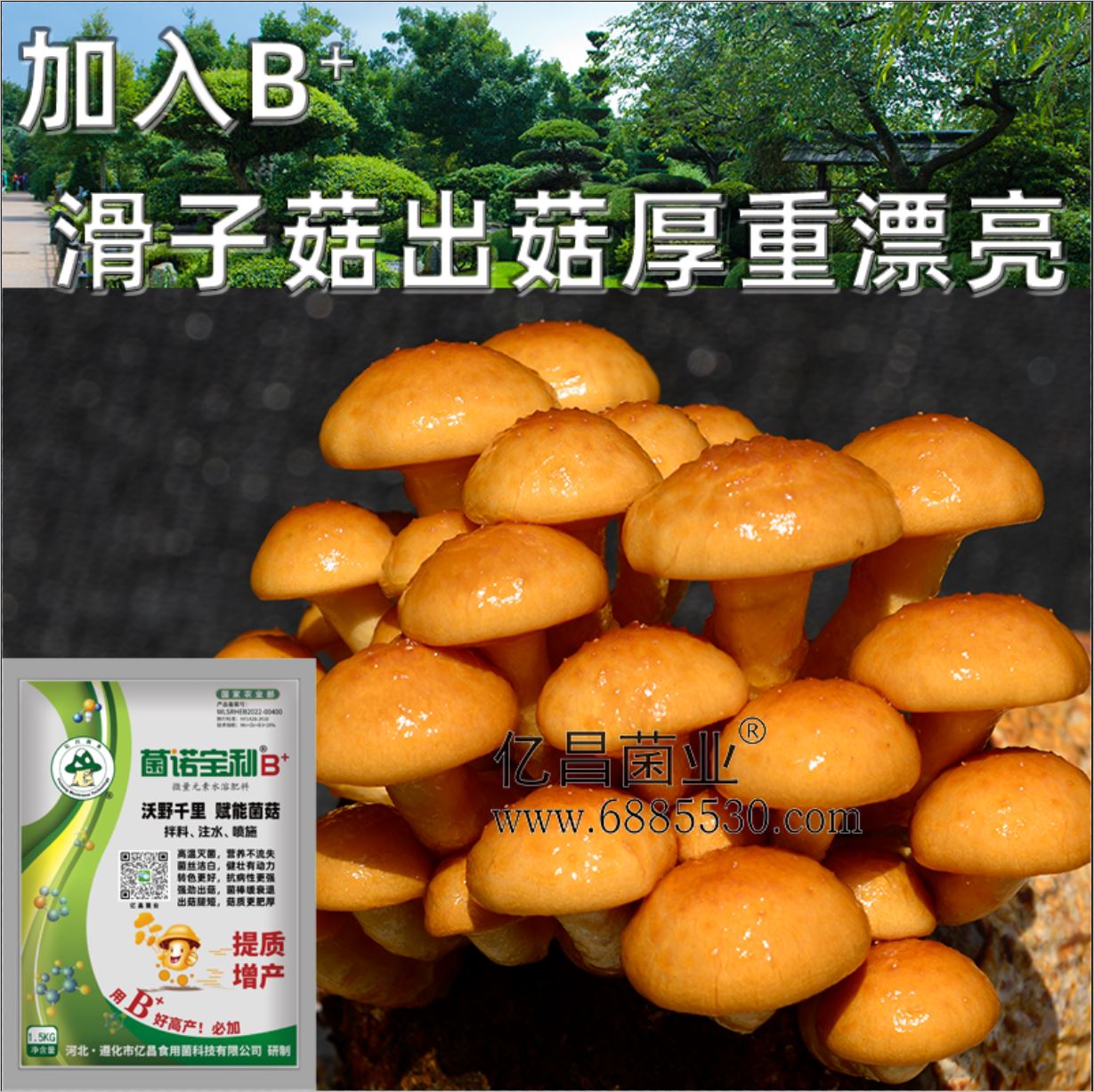 億昌菌業(yè)-菌諾寶利B+（網(wǎng)頁-21）加入B+滑子菇出菇厚重漂亮