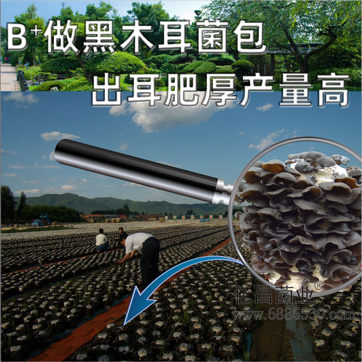 億昌菌業(yè)-菌諾寶利B+（網(wǎng)頁-22）B+做黑木耳菌包，出耳肥厚產(chǎn)量高
