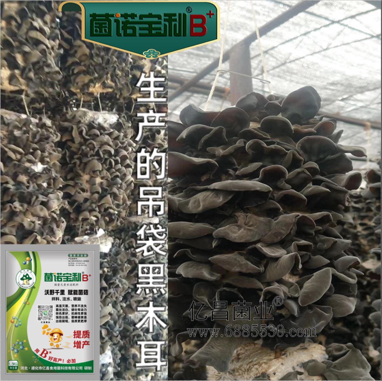 億昌菌業(yè)-菌諾寶利B+（網(wǎng)頁-23）生產(chǎn)吊袋黑木耳