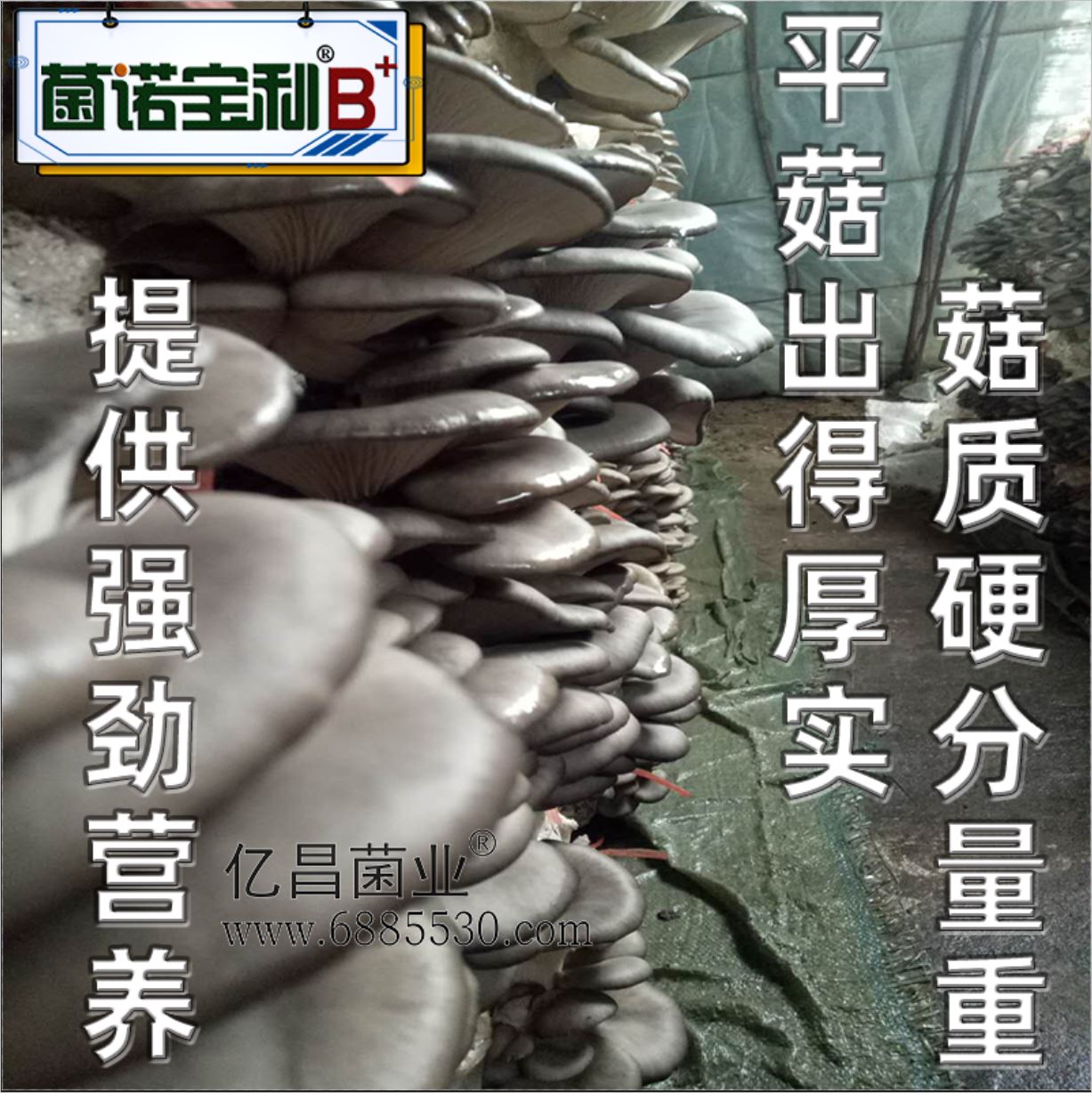 億昌菌業(yè)-菌諾寶利B+（網(wǎng)頁-24）提供強(qiáng)勁營養(yǎng)，平菇出得厚實(shí)，菇質(zhì)硬分量重