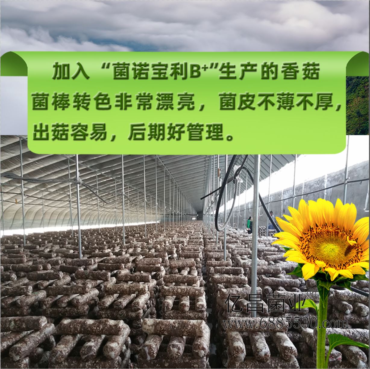 億昌菌業(yè)-菌諾寶利B+（網(wǎng)頁-26）加入“菌諾寶利B+”生產(chǎn)的香菇菌棒轉(zhuǎn)色非常漂亮，均比不播不厚，出菇容易，后期好管理