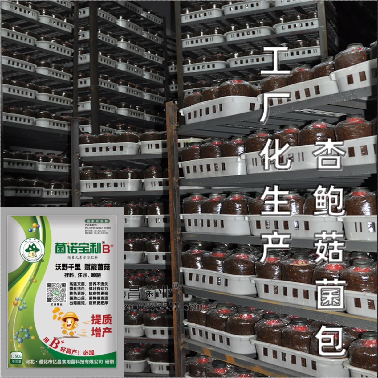 億昌菌業(yè)-菌諾寶利B+（網(wǎng)頁-27）工廠化栽培杏鮑菇菌包