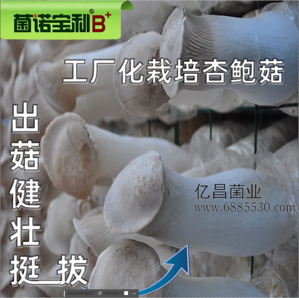 億昌菌業(yè)-菌諾寶利B+（網(wǎng)頁-28）工廠化栽培杏鮑菇，出菇健壯挺拔