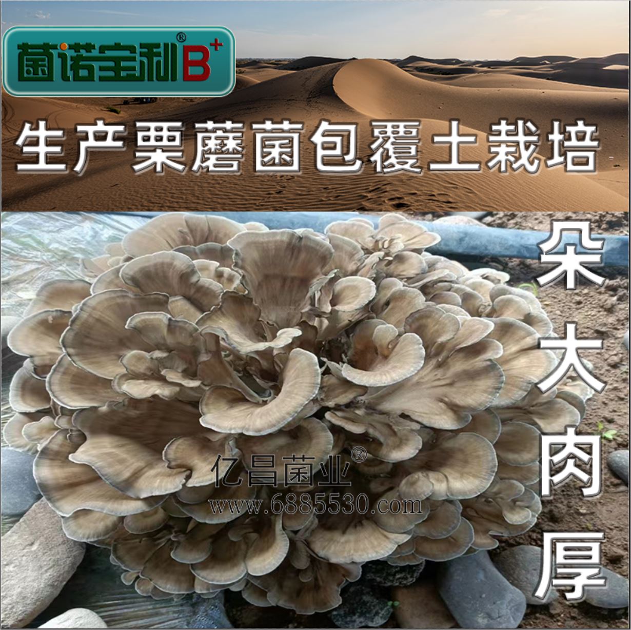 億昌菌業(yè)-菌諾寶利B+（網(wǎng)頁-29）覆土栽培栗蘑，朵大肉厚