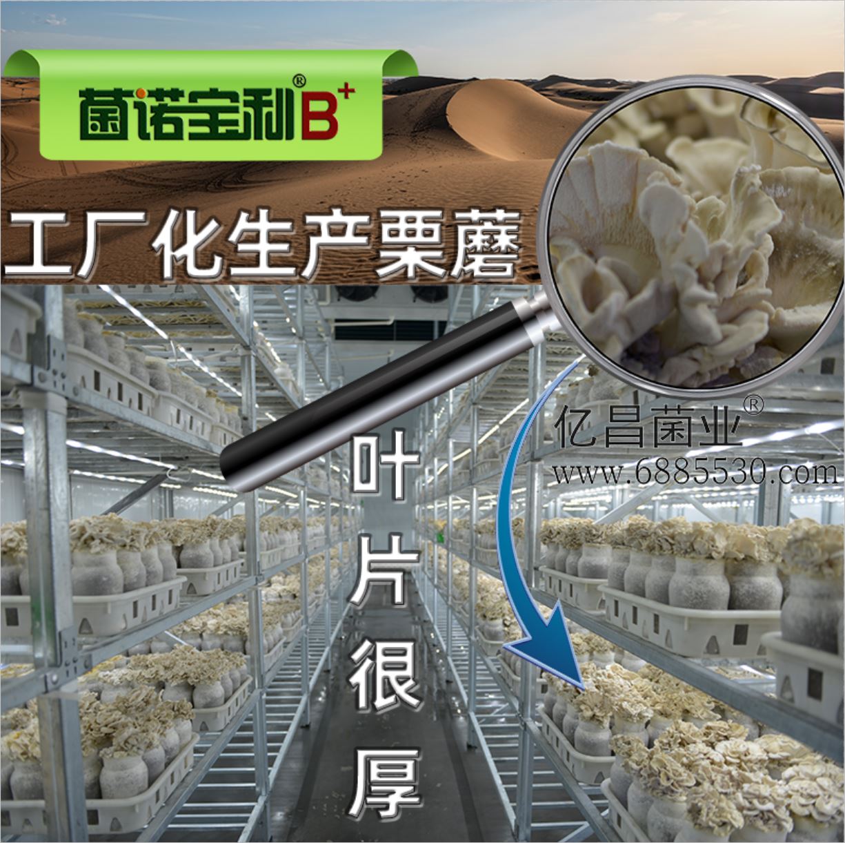 億昌菌業(yè)-菌諾寶利B+（網(wǎng)頁-30）工廠化生產(chǎn)栗蘑