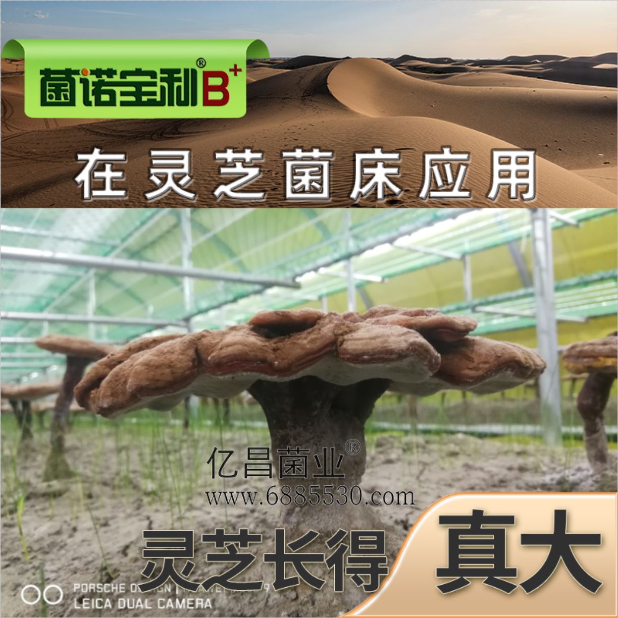 億昌菌業(yè)-菌諾寶利B+（網(wǎng)頁-31）在靈芝菌床應(yīng)用，靈芝長得真大